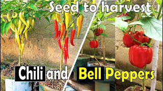 How to grow more chili  and bell pepper at home | Seed to harvest #dr_obisgarden