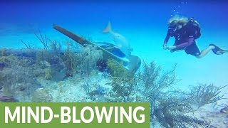 Cruise ship anchor destroys ancient coral reef