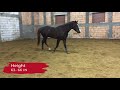 polish warmblood characteristics origin u0026 disciplines