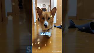 呼ばれたら来ちゃうSKY様だ！　#犬 #いぬ #ウェルシュコーギー #老犬 #いぬのいる生活 #犬のいる暮らし #dog #doglover