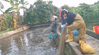 Fish pond, fishermen catch fish, completely shocked when they close their nets