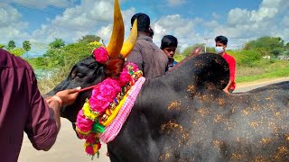 2022 பதினெட்டாங்குடி ஜல்லிகட்டு||விரட்டு மஞ்சுவிரட்டு Jallikattu2022