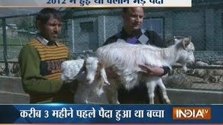 World's First Cloned Pashmina Sheep Gives Birth to a Lamb in Srinagar