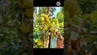 #shorts #ചക്ക നിലത്ത് വീഴല്ല🥺😄 Jackfruit🥰