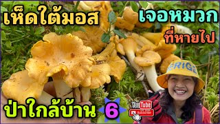 ป่าใกล้บ้าน 6 21 ก.ค. เห็ดมันปูใต้มอสสีเขียว ดอกสวย ฟินสุดๆ ย้อนเก็บจุดวิ่งหนีหมา เจอหมวกแล้วจ้า 😊