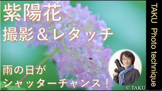 紫陽花の撮り方　撮影テクニックとレタッチ