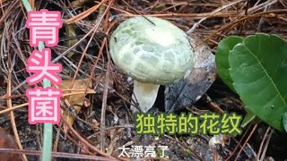 大雨后野生菌疯长，一朵接一朵太好捡了。冒雨捡菌收获不小。