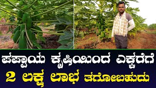 ಪಪ್ಪಾಯ ಕೃಷಿಯಿಂದ ಎಕ್ಕರೆಗೆ 2 ಲಕ್ಷ ಲಾಭ ತಗೋಬಹುದು | Papaya Cultivation | Nandi Tv Karnataka