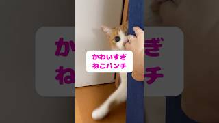 猫パンチ炸裂！ #shorts