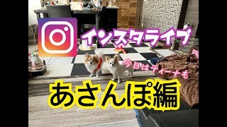 外出嫌いな子犬チワワと先住犬が揃って久しぶりの散歩です。【犬】