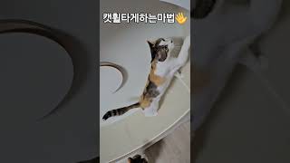 고양이 캣휠타게하는법 참 쉽쪼?❤️ #개냥이