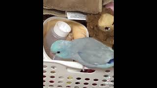 【マメルリハ】怒るラリマーちゃん　#マメルリハインコ#インコ #怒る#parrot