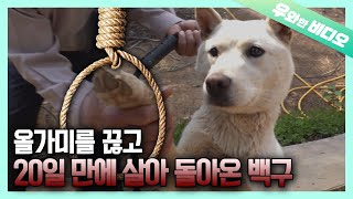 생명을 노리는 죽음의 덫! 올가미에서 도망친 백구┃A Dog That Escaped From a Snare Right Before the Death