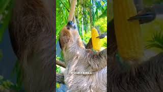 পৃথিবীর সব থেকে অলস প্রাণী । Sloths। পৃথিবীর সবচেয়ে অলস প্রাণী শ্লথ  । most lazy animal #shortvideo