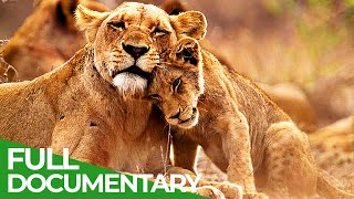 Manyari - A Lioness Risks Everything to Save her Cubs | Free Documentary Nature