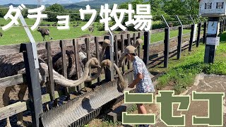 【北海道旅行】ニセコ町にある「第二有島だちょう牧場」のエサやりをしていたら…驚きのハプニングが。。