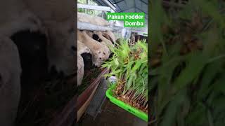 Pakan Fodder Domba mau?