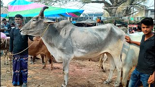 ১১/২/২৫/একেবারে কম দামে, ইন্ডিয়ান বর্ডার ক্রস বলদ গরু কিনুন, উত্তরবঙ্গের বিখ্যাত হার্ট গুলি থেকে।