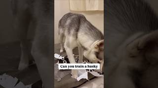 Living with husky #huskyshorts #indianhusky  #indiandoglovers #funny #comedy #blueeyeshusky #shorts