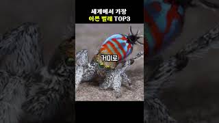 세계에서 가장 이쁜 벌레 top3[지식똥개]