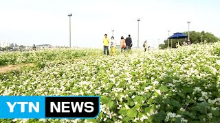 가을에 찾아온 눈꽃송이...서래섬 메밀꽃축제 / YTN