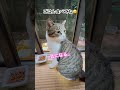 【マダム】台風が近づく雨の日に 地域猫 野良猫出身 飼い猫が気になるって