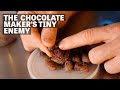 The Cacao Moth | Ep.99 | Craft Chocolate TV