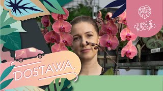 Ostatnia dostawa roślin w Jungle Boogie w 2021 roku! Nowe storczyki | Ostatnie gwiazdy betlejemskie🌟