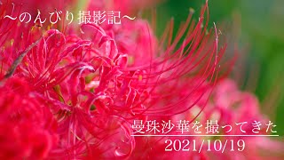 【のんびり撮影記】曼珠沙華を撮ってきた〜2021/09/19〜