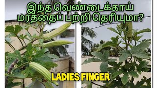 💥இந்த வெண்டைக்காய் மரத்தைப் பற்றி தெரியுமா? || Ladies Finger #maadithottam