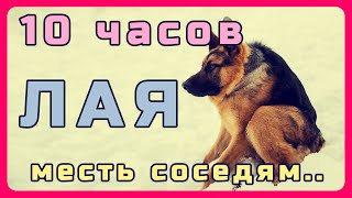 10 часов лая собак для слабоумных соседей. Решаем проблемы с шумными соседями - Taron Tv  #10часовые