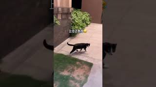 和流浪猫混熟后，它是真的会送你回家！#流浪猫#关爱流浪猫#奶牛猫#田园猫#正能量