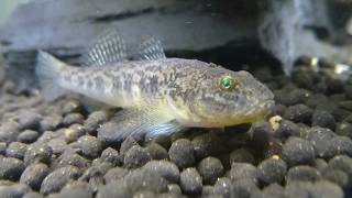 【日本淡水魚】ガサガサ ジュズカケハゼ捕獲 Japanese freshwater fish  Catfish