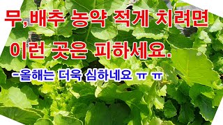 무,배추 농약 적게 치려면 이런 곳은 피하세요. 올해는 더욱 심하네요.(무 갈기, 배추 심기, 배추 병충해, 무 병충해, 메뚜기, 섬서구메뚜기, 해충, 해충 방제, 달팽히 피해)