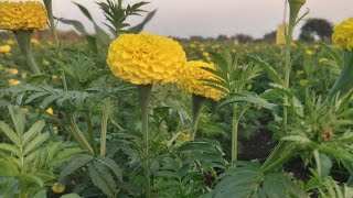 💐 झेंडू अमृत गोल्ड व ग्रीन गोल्ड खतामुळे खराब वातावरणात सुद्धा प्लॉट जबरदस्त काय सांगतात शेतकरी पहा.