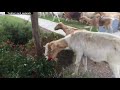 herd of goats runs rampant through streets of san jose