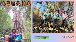 內鳥嘴山 山毛櫸黃了 北得拉曼車輛無管制 2024.12.10