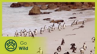 Penguins - Africa's Wild Wonders - Go Wild