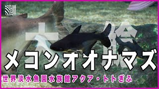 メコンオオナマズ【アクア・トト ぎふ】