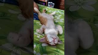 kucing meninggoy 😁 #funny #cat