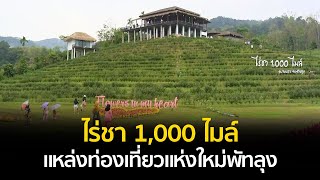 ไร่ชา 1,000 ไมล์ แหล่งท่องเที่ยวแห่งใหม่ของพัทลุง