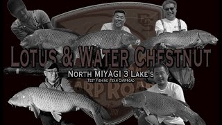 【Lotus & Water Chestnut】🇯🇵 North MIYAGI 3 Lake's [カープロード] [テスト釣行会] [カープフィッシング]