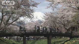 富士山と桜のコラボレーション　朝から観光客でにぎわう　山梨・忍野村(2024年4月20日)