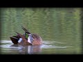 Blue-winged Teal (Spatula discors)