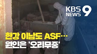 한강 이남 뚫렸다…ASF 차단 시급한데 원인 몰라 / KBS뉴스(News)