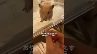 キンクマハムスターのかわいい1日