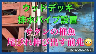 ふじやんメダカ　ウッドデッキ排水パイプ設置　サタン稚魚尾びれ伸び始め