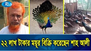 শখে ময়ূর পালন; এক খামারে শতাধিক ময়ূর | Rtv Exclusive News