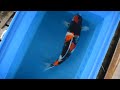 【松田養鯉場 matsuda koi farm】dan 24 昭和三色 showa 59cm