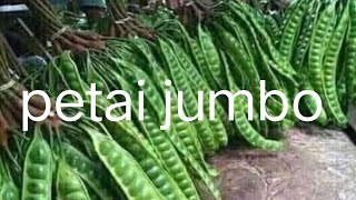 jual Pete super jumbo !!sambil jual durian ,10 papan cuma 20 RB,